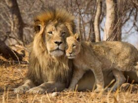 best time to visit africa