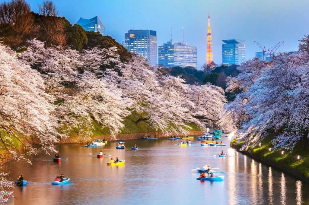 how much to travel to Japan