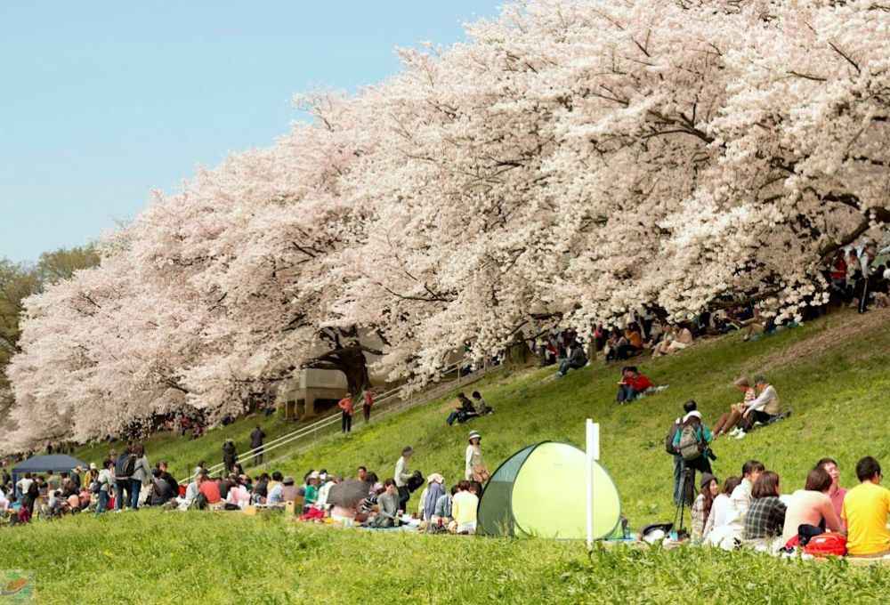 how much to travel to Japan