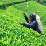 best time to travel to Sri Lanka