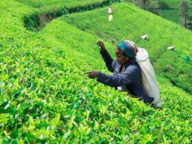 best time to travel to Sri Lanka