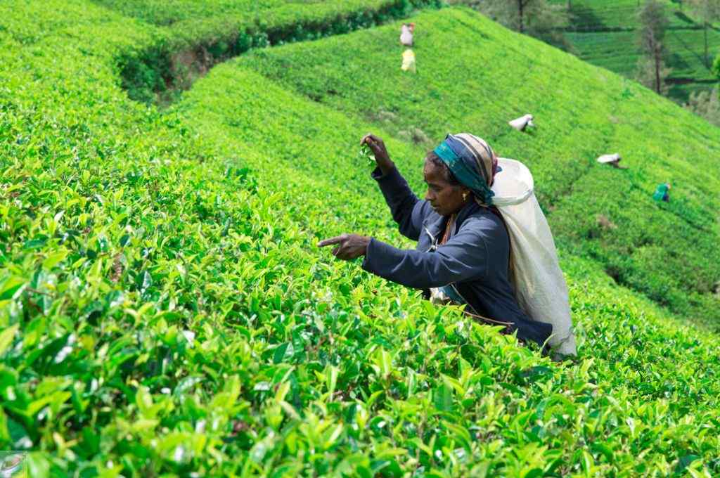 best time to travel to Sri Lanka